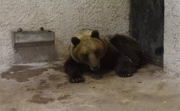 Szabadon engedték a kóborló medvét a szlovák-magyar határ közelében