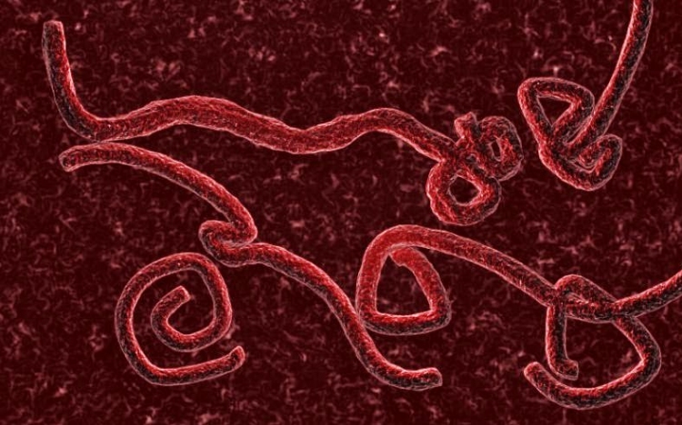 Nem okoz világjárványt az ebola a vírus felfedezője szerint