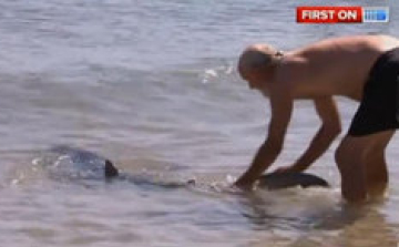 Cápával birkózott gyerekek megmentéséért egy férfi Ausztráliában (VIDEÓ)