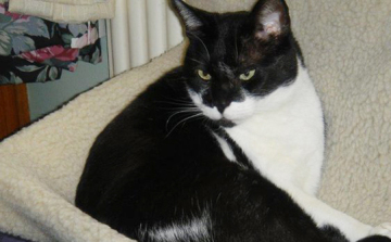 Huszonhét éves lett a világ legvénebb macskája