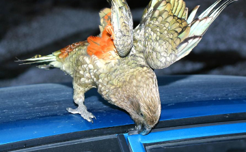 Pénzt lopott egy papagáj Új-Zélandon