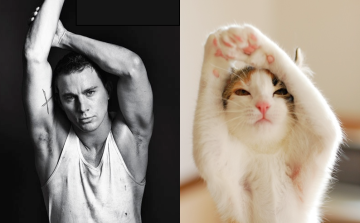 Des Hommes et das Chatons