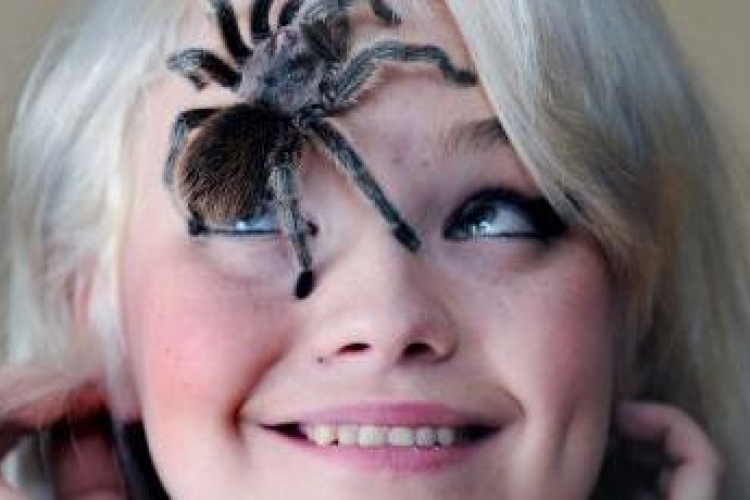 Pókimádó lett egy pókiszonyos nő