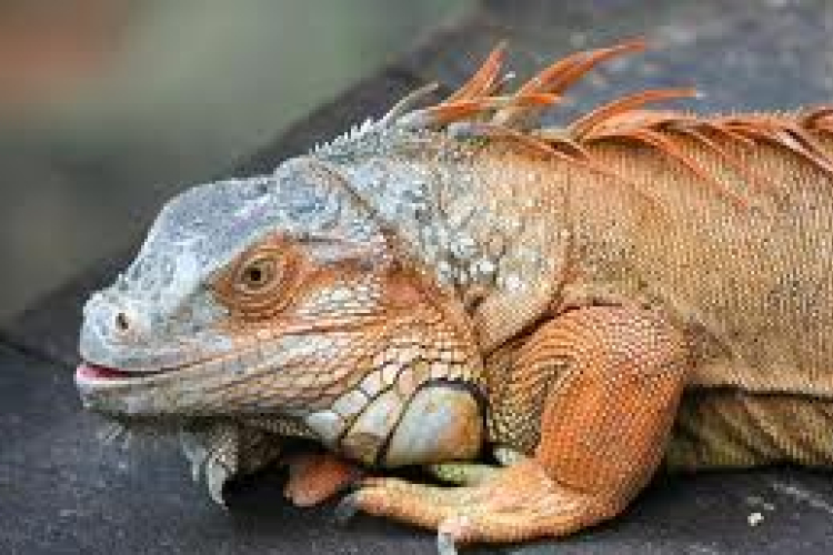 Kihalás fenyegeti a hüllők közel egyötödét