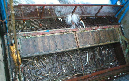 Engedélyezték az angolnahalászatot a Balatonon