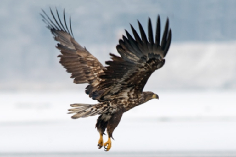 Három rétisast mérgeztek meg a Balaton-felvidéki Nemzeti Parkban