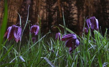 A Föld napja: soha nem látott mértékben csökken az élővilág sokfélesége