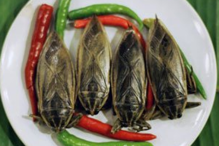 Ötezer fajta rovart evett eddig a bogaras férfi