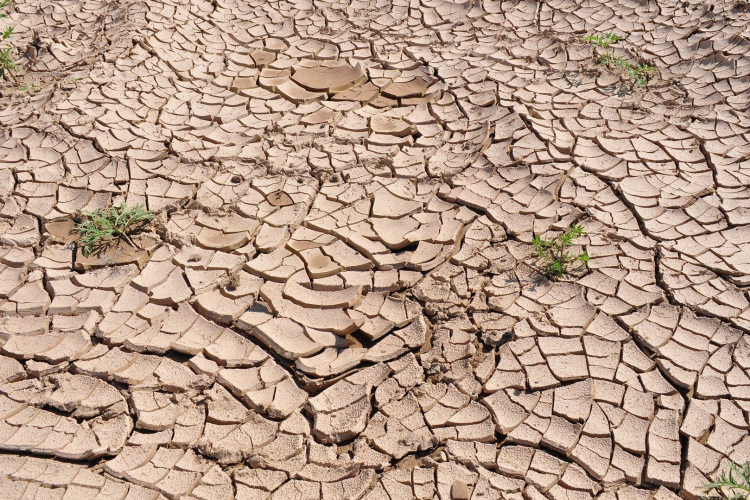 Bóna Szabolcs: aszályos időszakban valós veszélyt jelent az ukrán gabona árletörő hatása