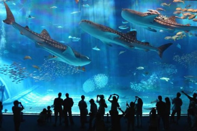 Víz alatt üdvözölte új dolgozóit egy japán akvárium