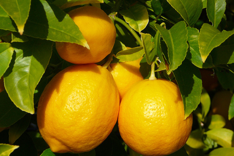 Citrom-díjra jelölhetjük a civil szféra rombolóit