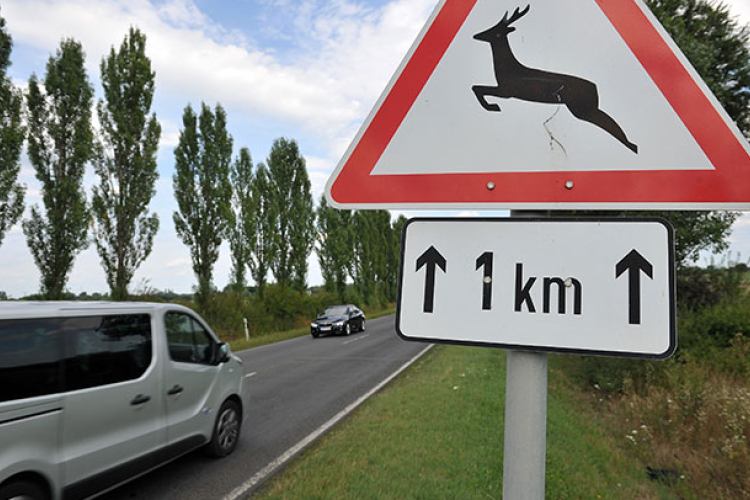 Érdemes rendőrt hívni vadbaleset esetén