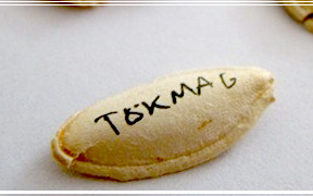 Hatvanezer forintnyi összegért kelt el egy tökmag Nagy-Britanniában