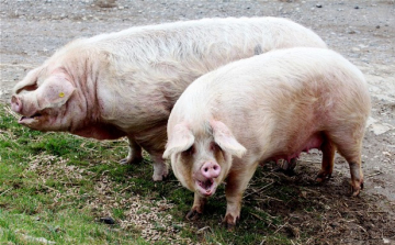 A legkövérebb brit disznó 420 kilós