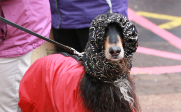 Kutyakabát, kutyacsizma