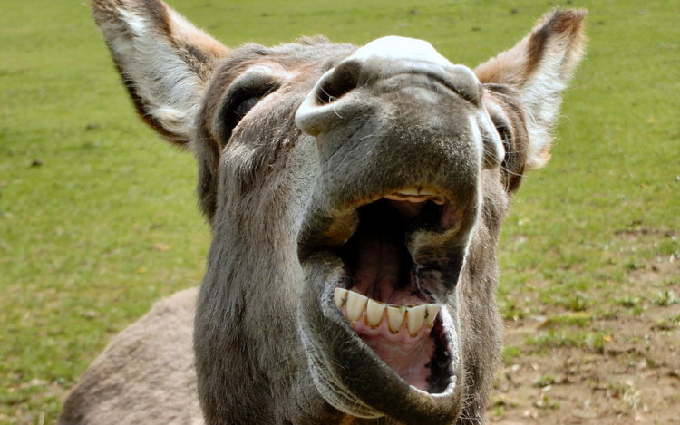 Szamaruk kényszerítette futásra a betörőket