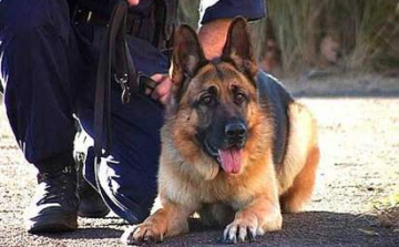 Hörcsögöt kapott be egy rendőrkutya kábítószer-keresés közben