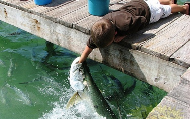 Bekapta egy hal egy eledelt szóró férfi fél karját