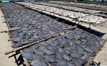 Százmillió cápát ölnek meg évente