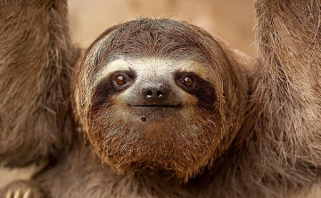 Szerelmes? Nézegessen lajhárt!