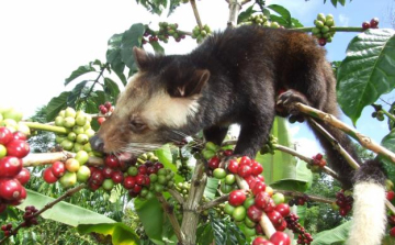 Espresso a macskából