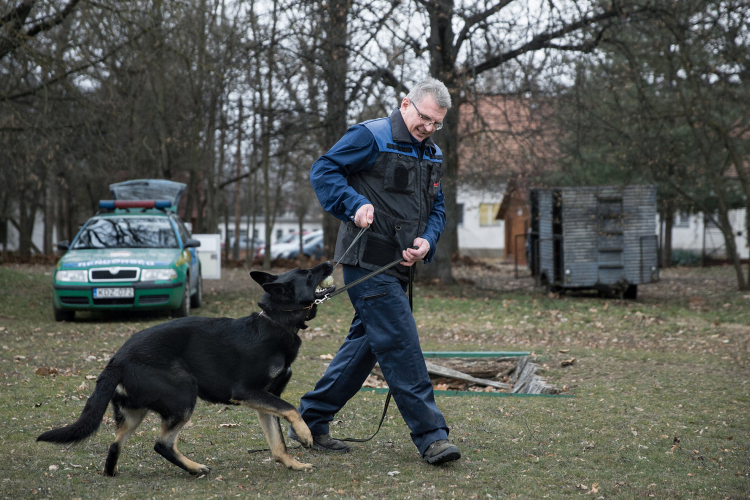 Így utazzunk kutyával autóban, buszon és repülőn!