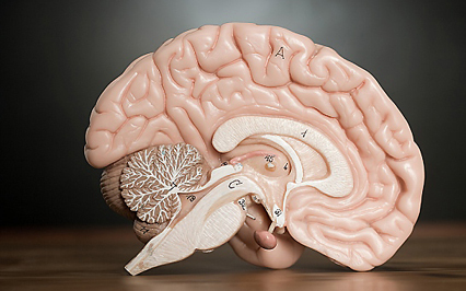 A nők agya kisebb, de hatékonyabban működik