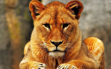 Szeretkezés közben ölt meg egy oroszlán egy nőt Zimbabwéban